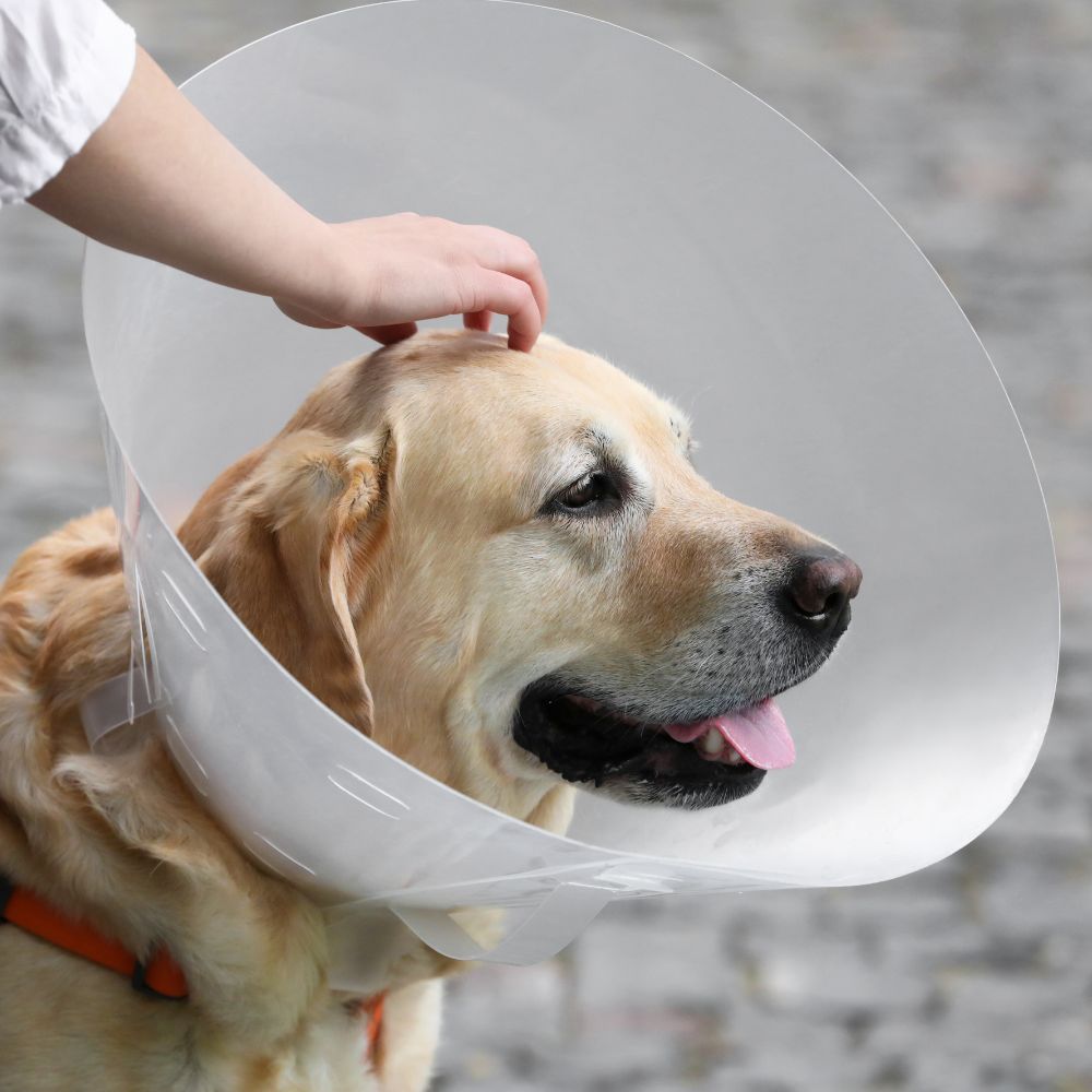A dog wearing cone