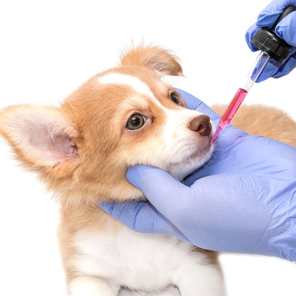 A vet feeding medicine to puppy