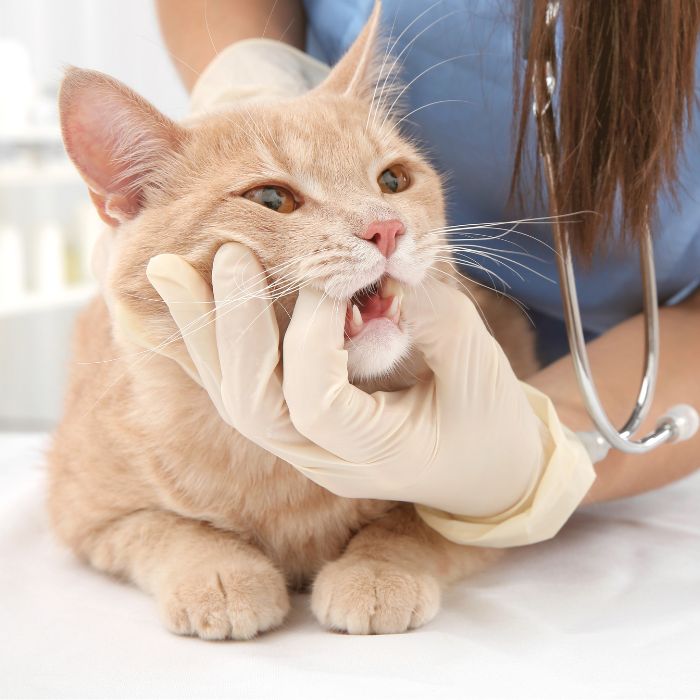 A veterinarian checking cat's teeth