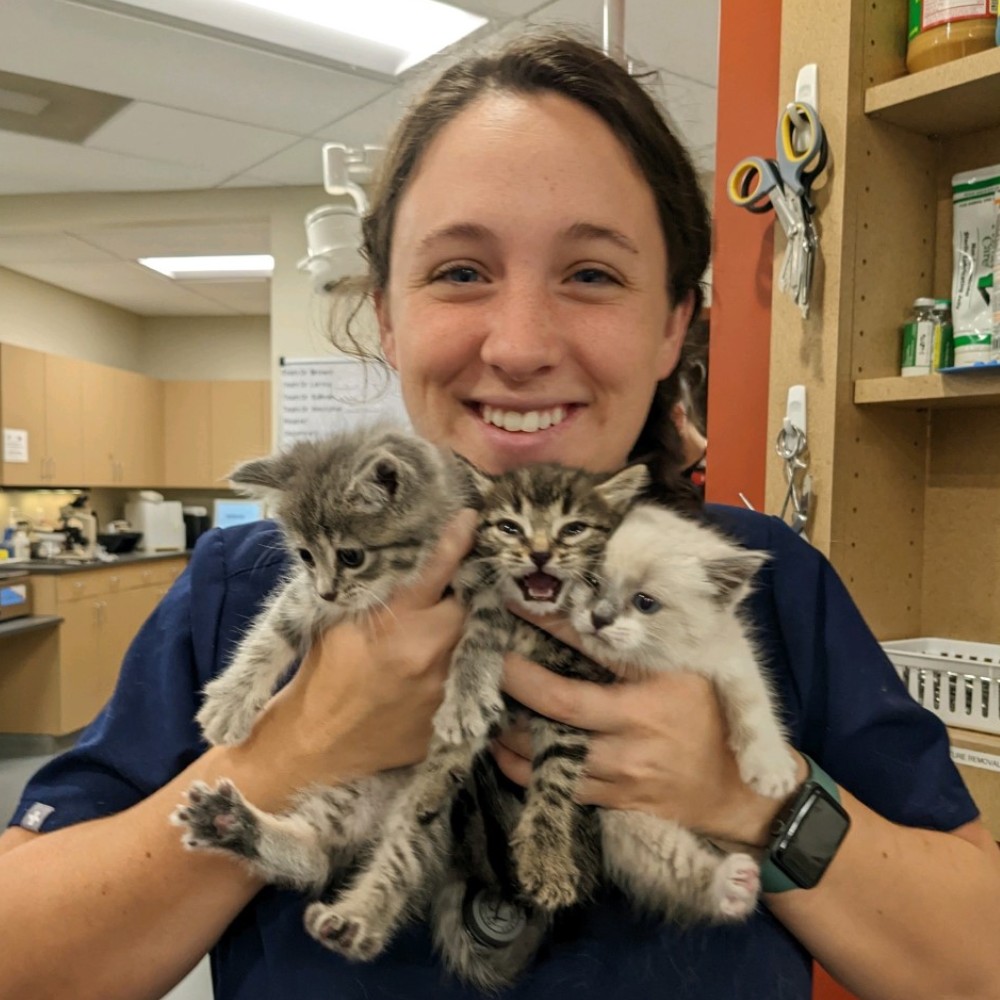 A veterinarian holding 3 kittens
