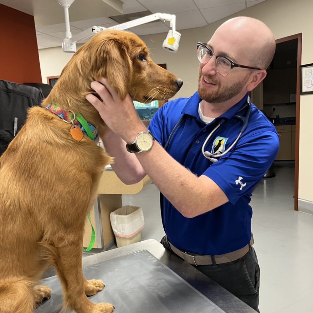 A veterinarian holding a dog