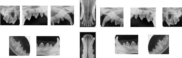 Cat full mouth radiographs