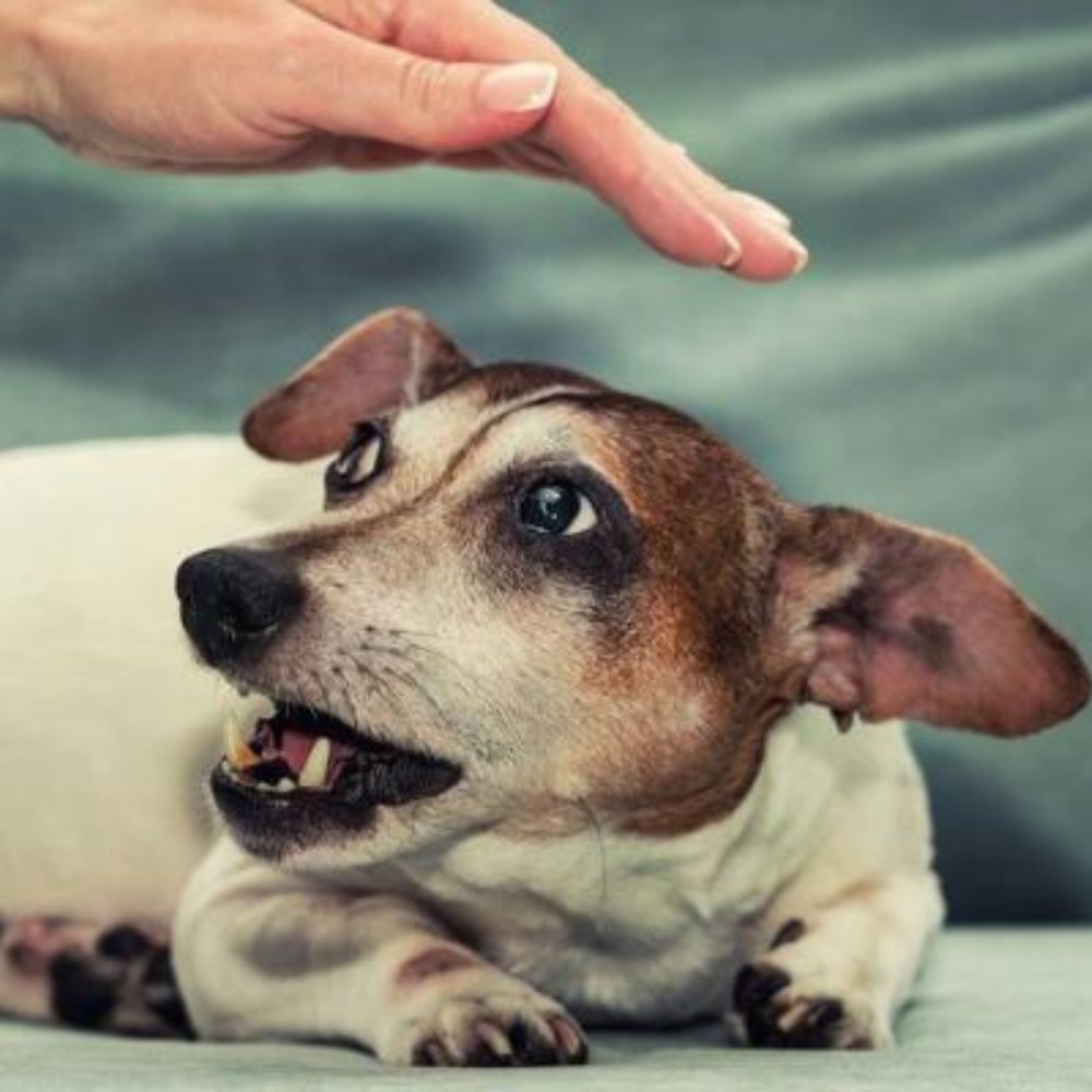 Hand threatens to clean dog's teeth.