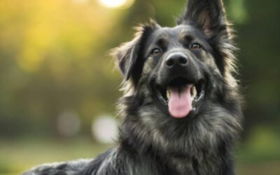Why Heartworm Protection Is Necessary for All Pets