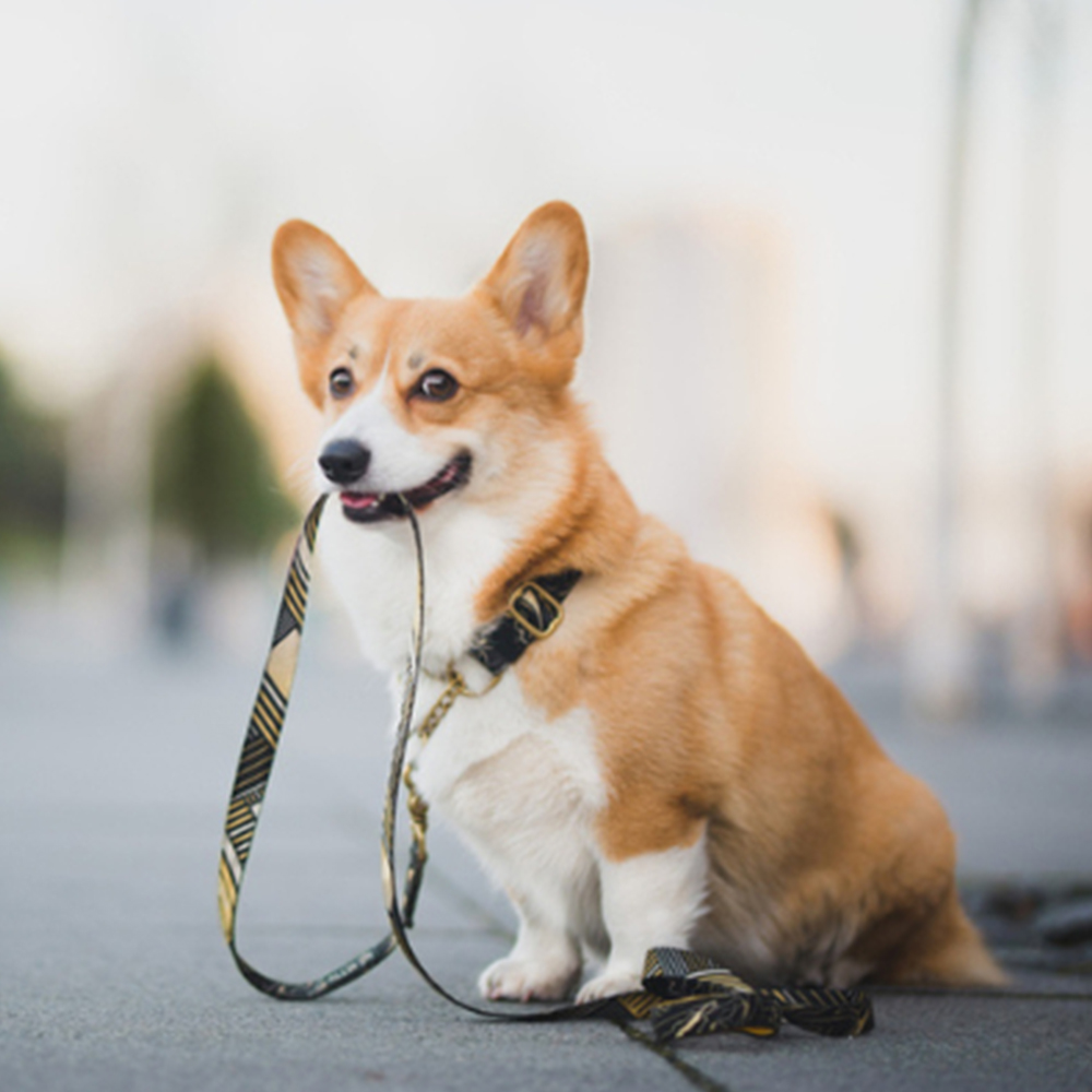 corgi-patiently-waiting-for-his-walk