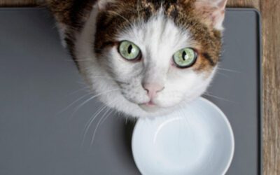 September Newsletter: Dry Food vs. Wet Food: Which is Better for Your Cat?