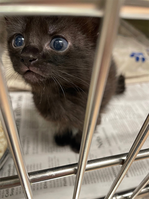 grey eyes brown cat