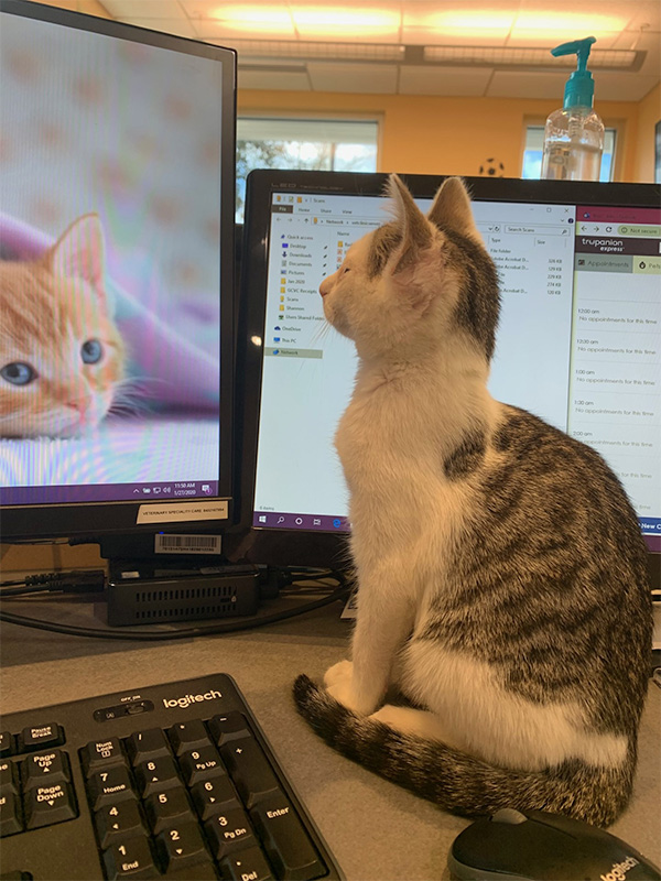 cat looking at computer screen