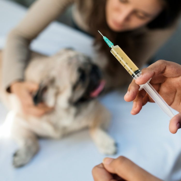 Person dropping medicine into dog's food