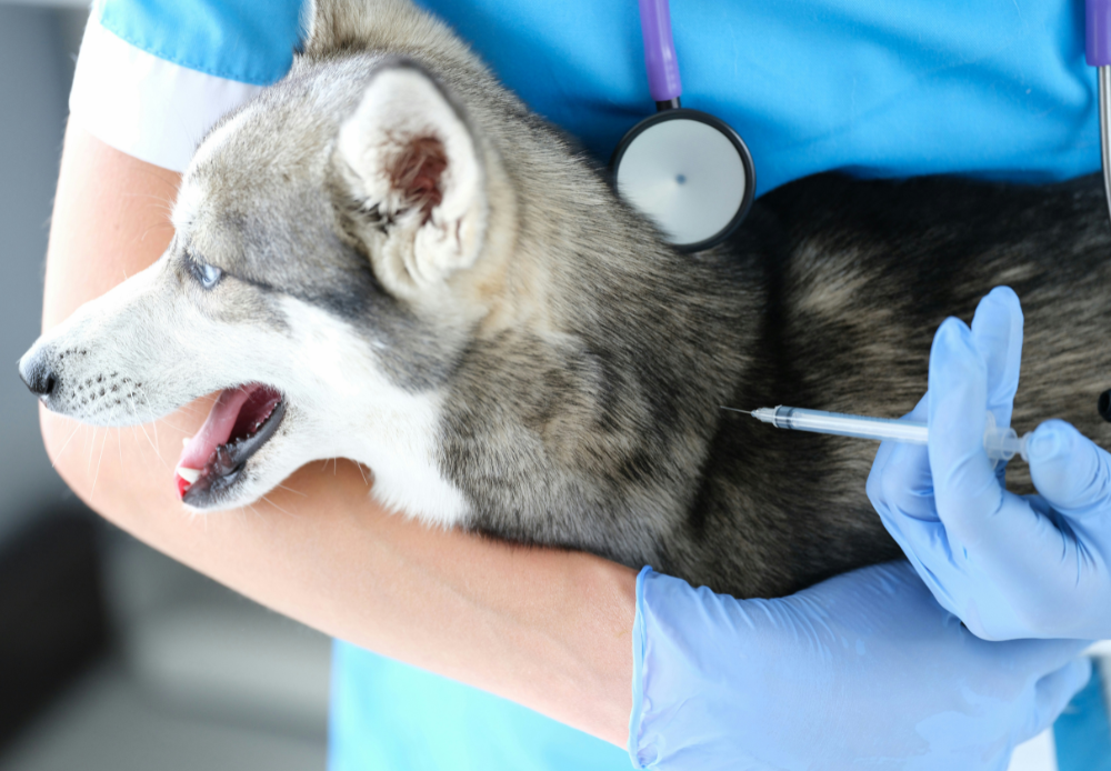 A vet feeding medicine to puppy