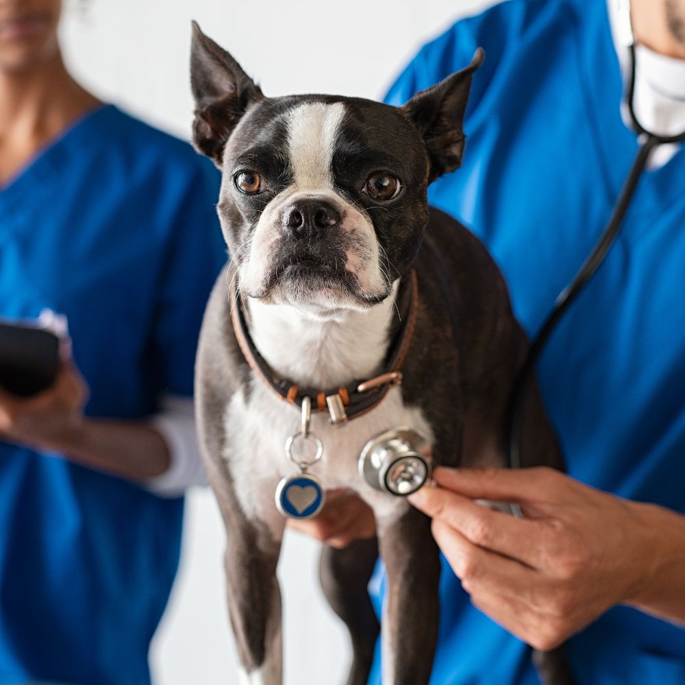 A veterinarian holding a dog