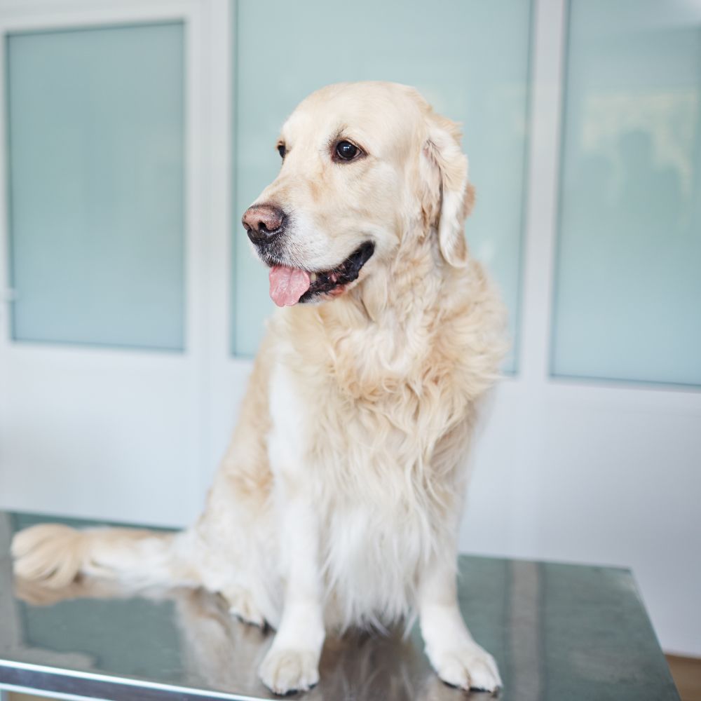 dog on vets table