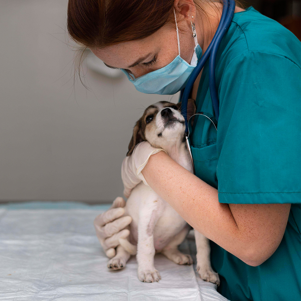 vet hold a puppy